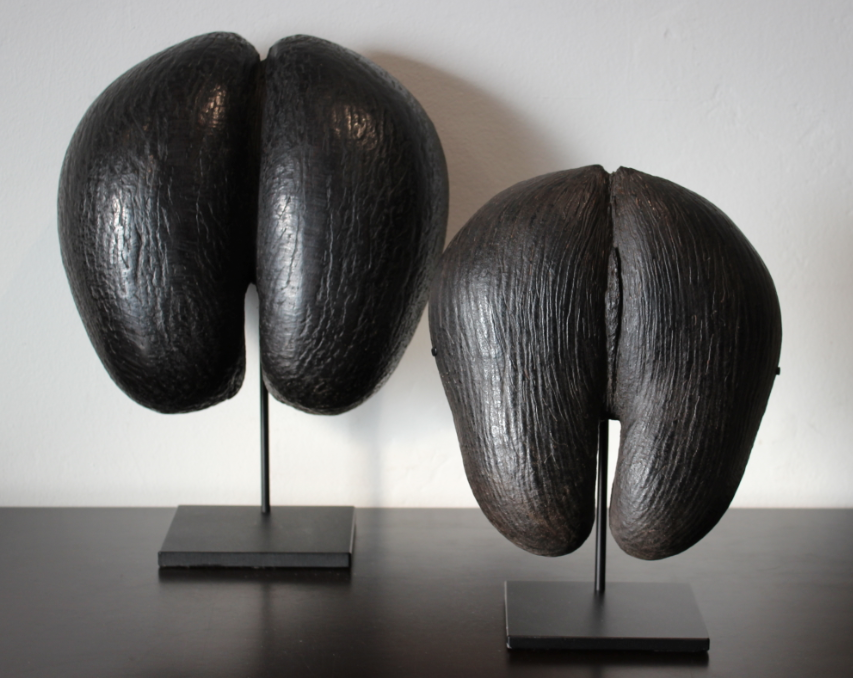 AUTHENTIC COCO DE MER SHAMAN'S BOWL